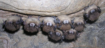 Hibernating Indiana Bats Affected with WNS